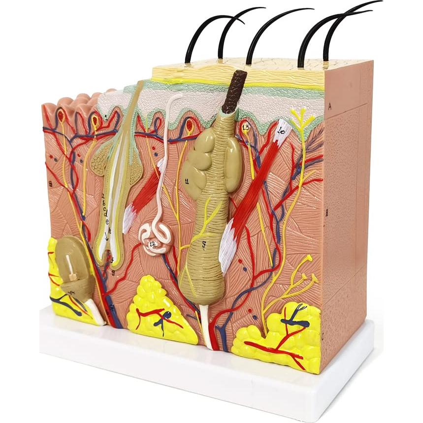 Modelo Anatómico de Piel Benilev 50X para Aula de Ciencias