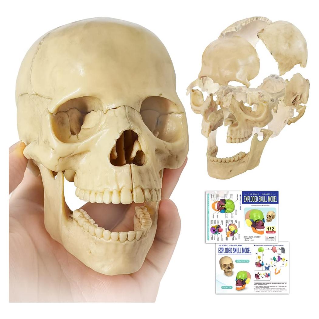 Modelo Mini Cráneo Humano Evotech 15 Piezas Didáctico