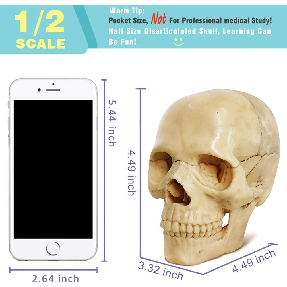 Modelo Mini Cráneo Humano Evotech 15 Piezas Didáctico