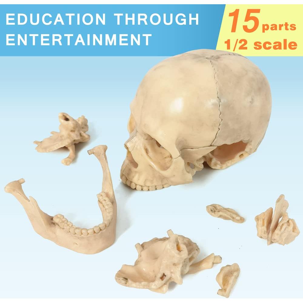 Modelo Mini Cráneo Humano Evotech 15 Piezas Didáctico