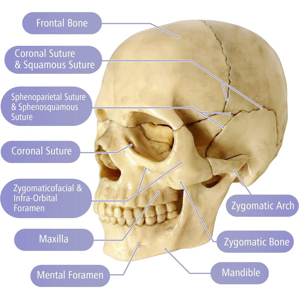 Modelo Mini Cráneo Humano Evotech 15 Piezas Didáctico