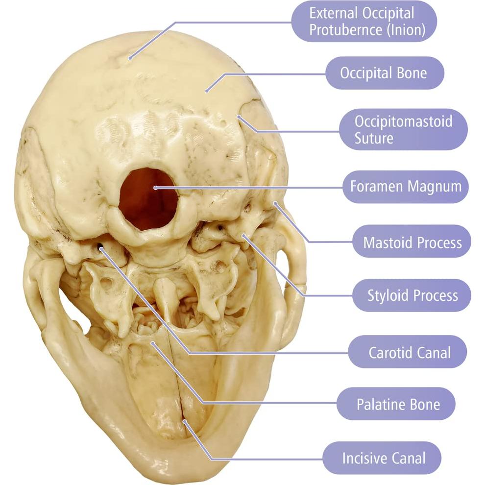 Modelo Mini Cráneo Humano Evotech 15 Piezas Didáctico