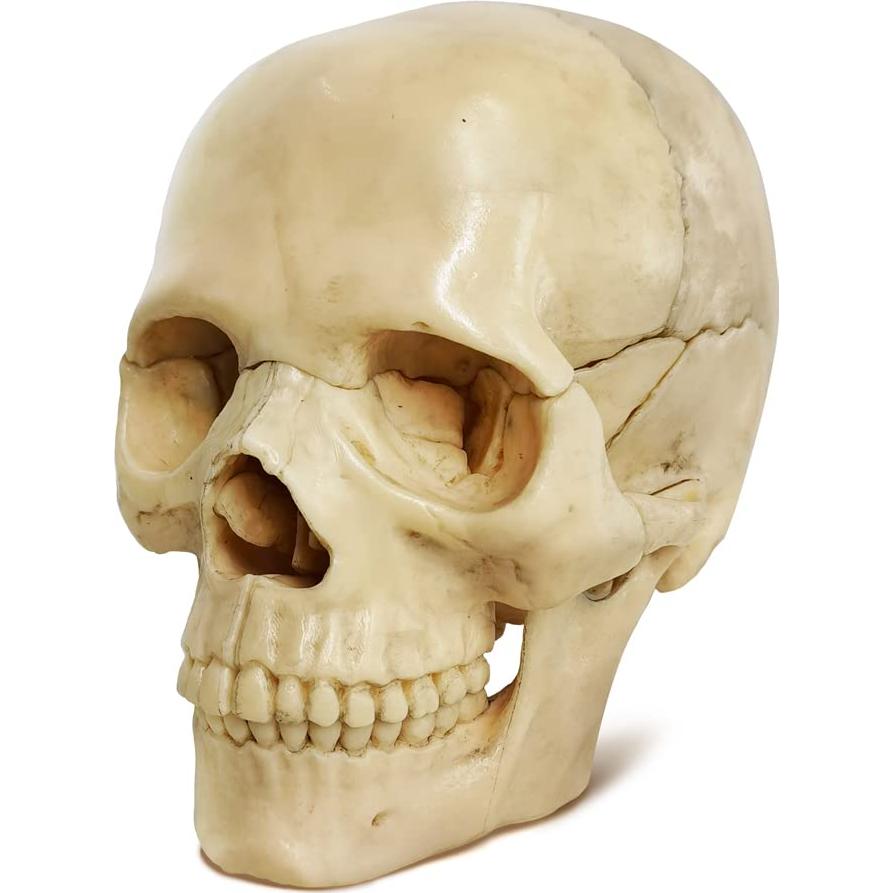 Modelo Mini Cráneo Humano Evotech 15 Piezas Didáctico