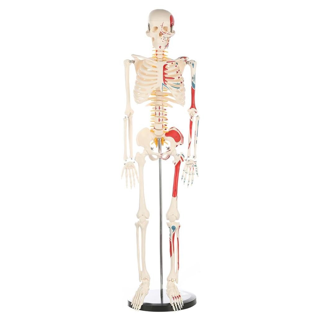 Modelo de Esqueleto Humano Breesky 84.8 cm Articulado