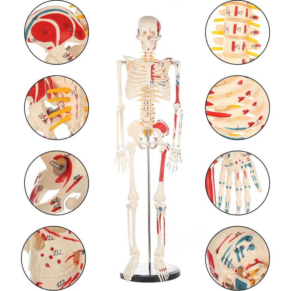 Modelo de Esqueleto Humano Breesky 84.8 cm Articulado