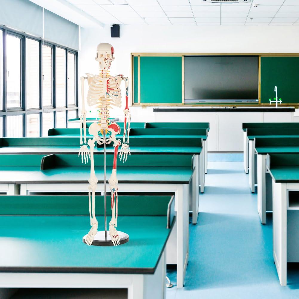 Modelo de Esqueleto Humano Breesky 84.8 cm Articulado