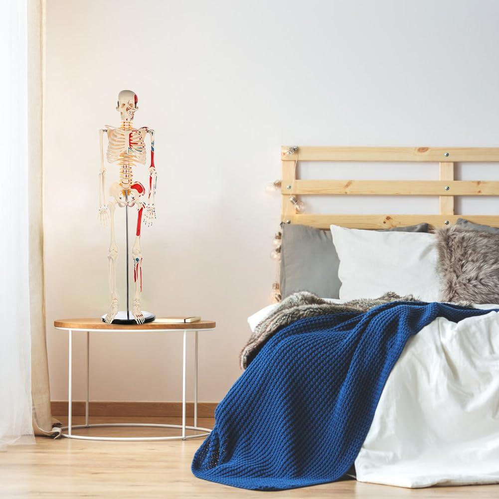 Modelo de Esqueleto Humano Breesky 84.8 cm Articulado