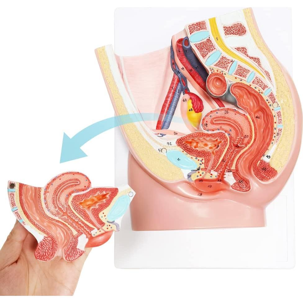 Modelo de Pelvis Femenina Meriden 2 Partes Anatomía Detallada