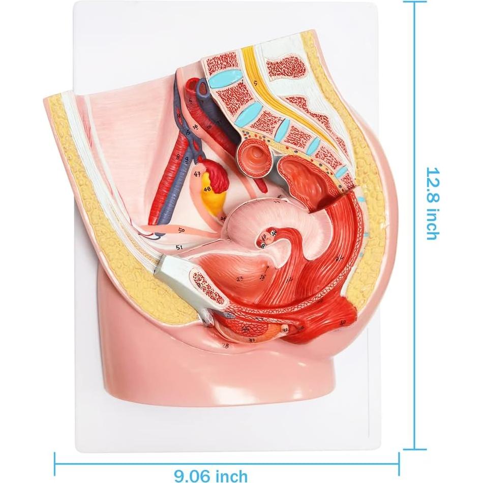 Modelo de Pelvis Femenina Meriden 2 Partes Anatomía Detallada