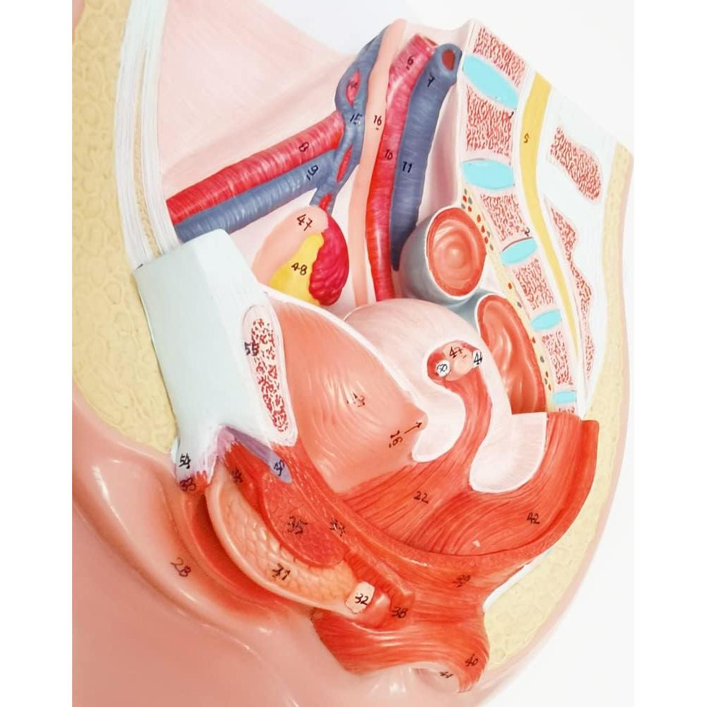 Modelo de Pelvis Femenina Meriden 2 Partes Anatomía Detallada