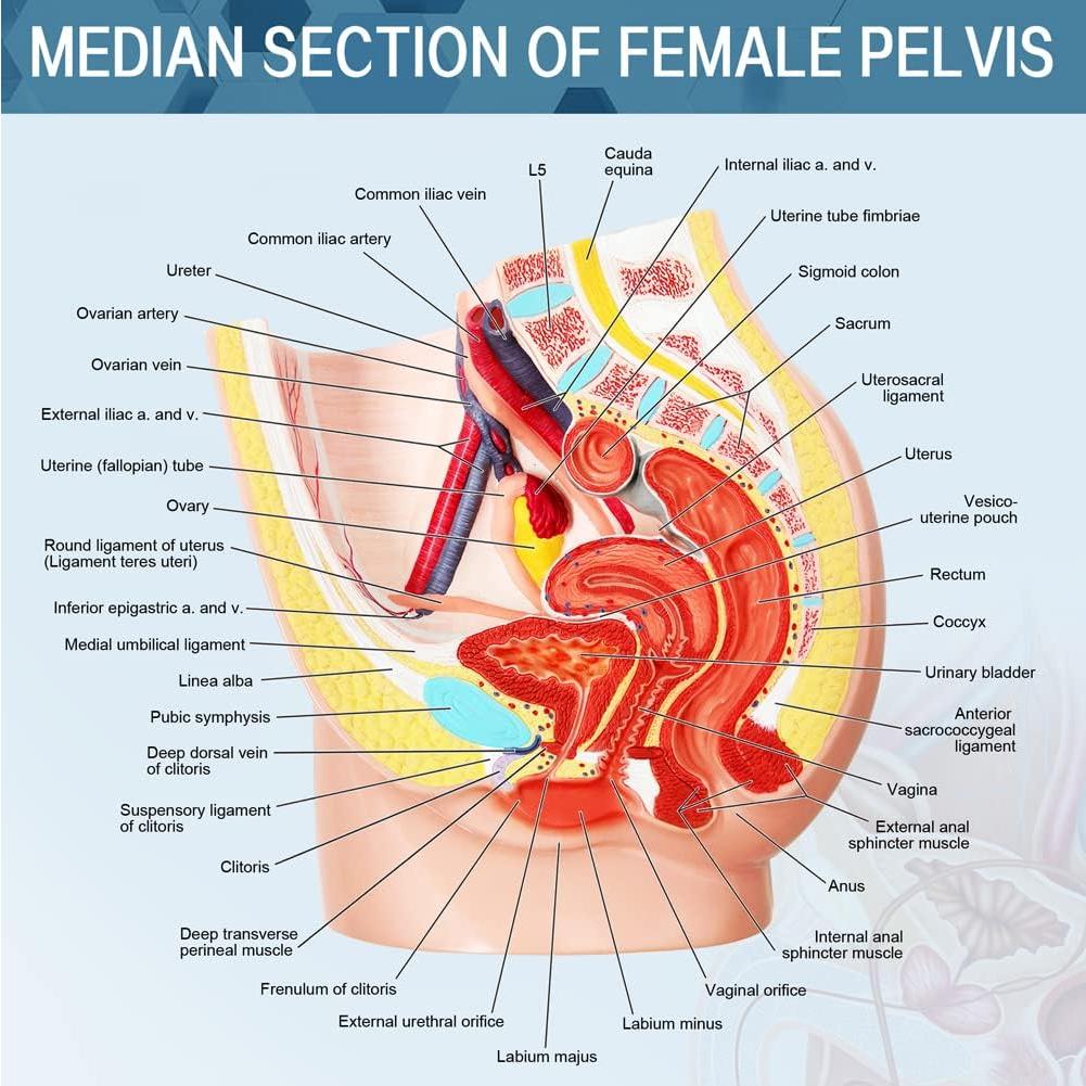 Modelo de Pelvis Femenina Meriden 2 Partes Anatomía Detallada