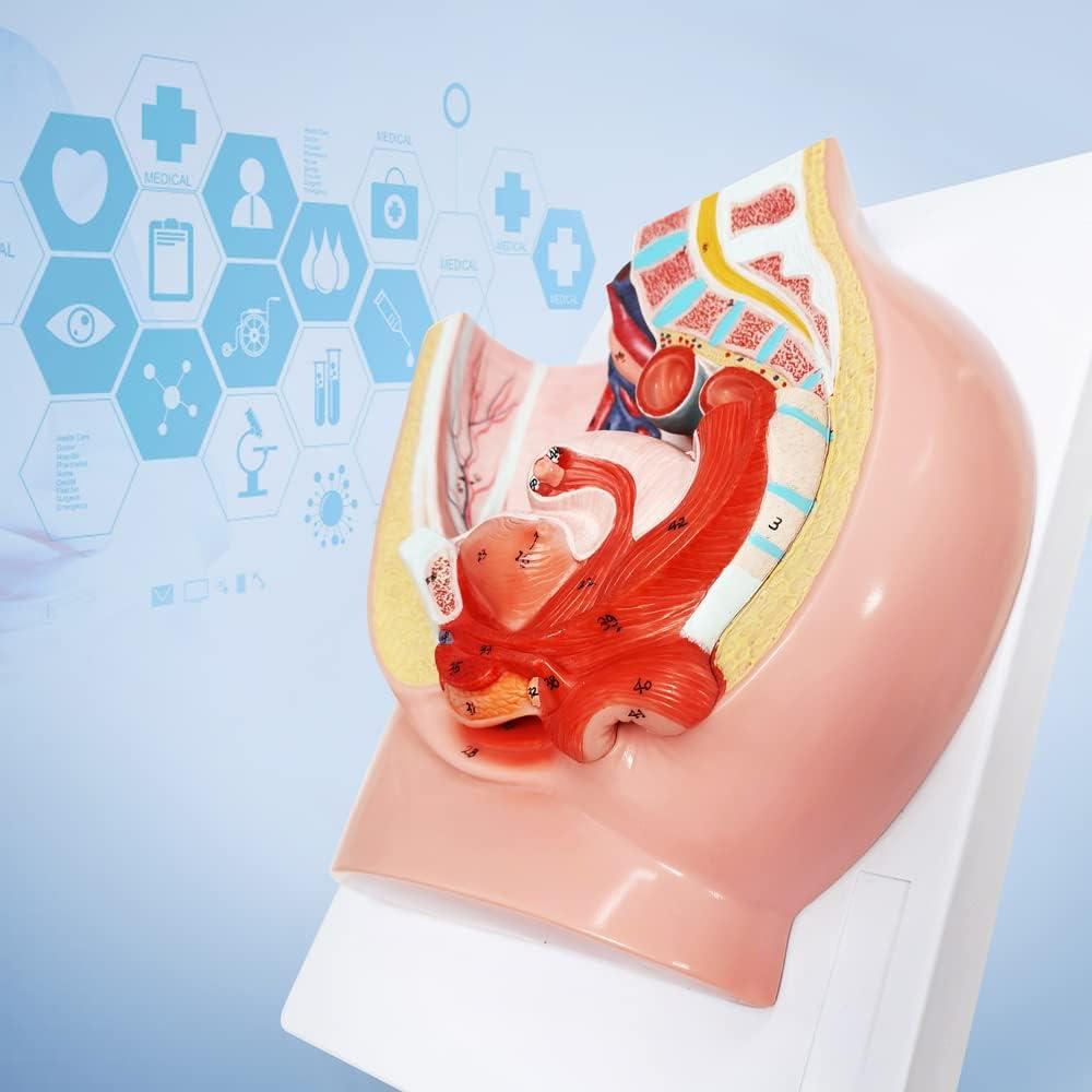 Modelo de Pelvis Femenina Meriden 2 Partes Anatomía Detallada