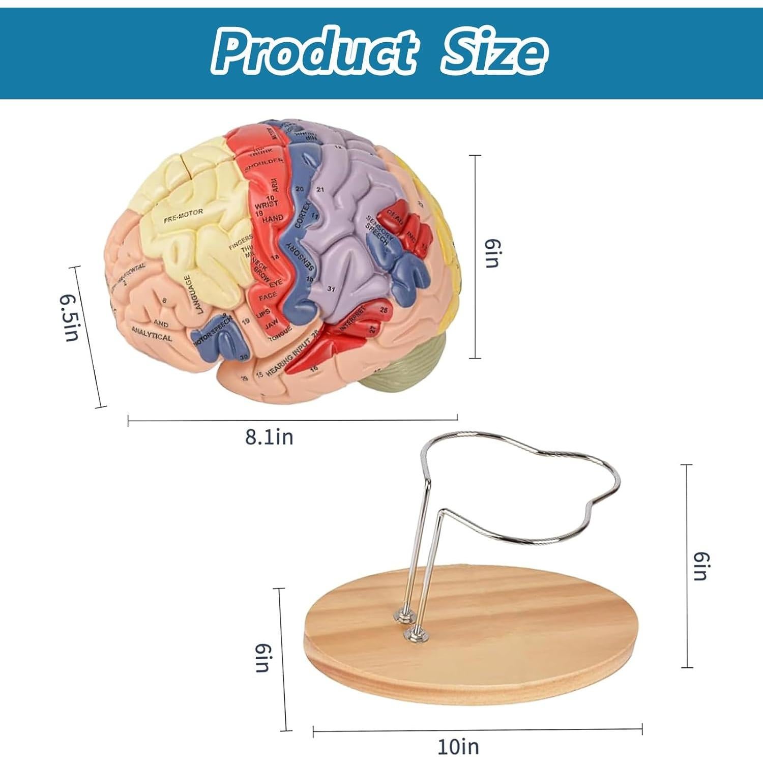 Modelo Anatómico del Cerebro Humano 2X SOEPOTIX Desmontable