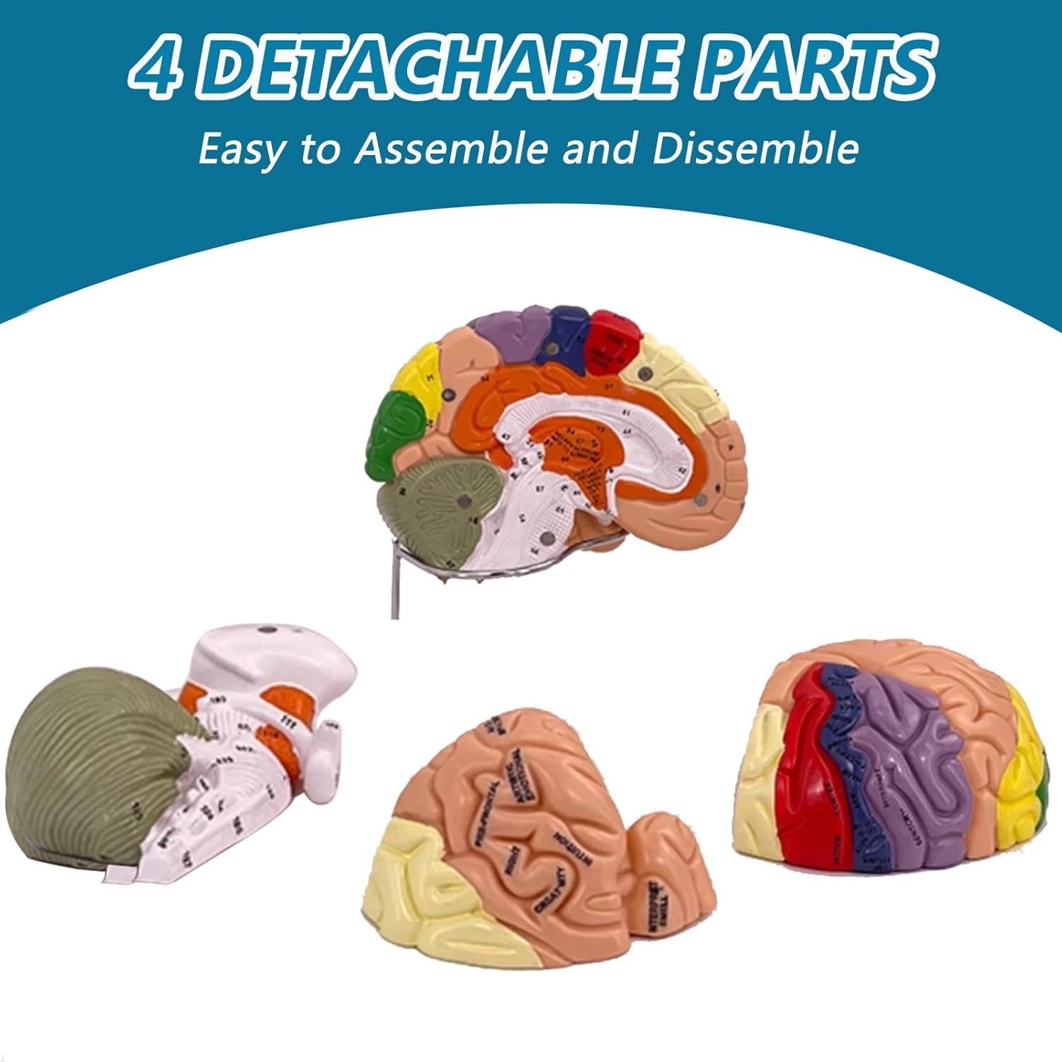 Modelo Anatómico del Cerebro Humano 2X SOEPOTIX Desmontable