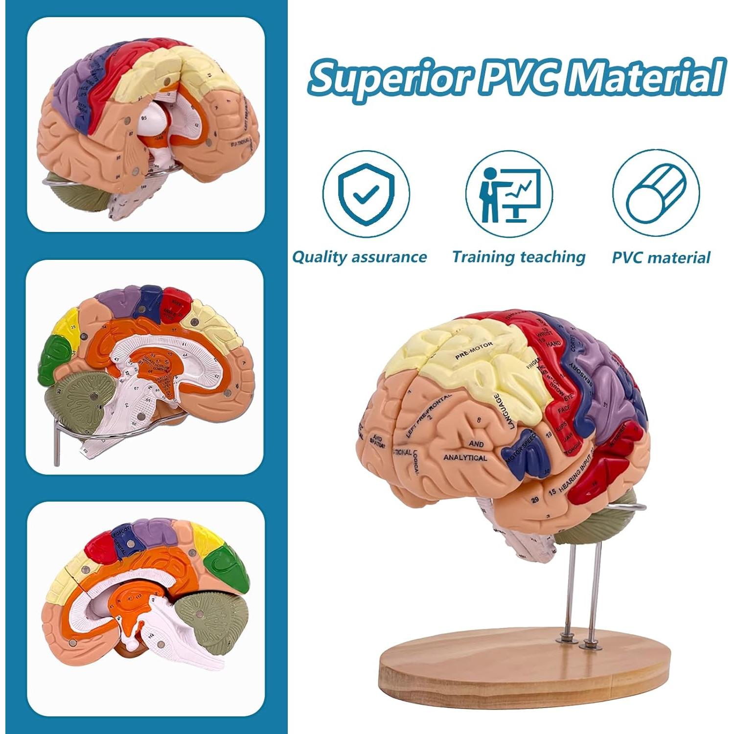Modelo Anatómico del Cerebro Humano 2X SOEPOTIX Desmontable