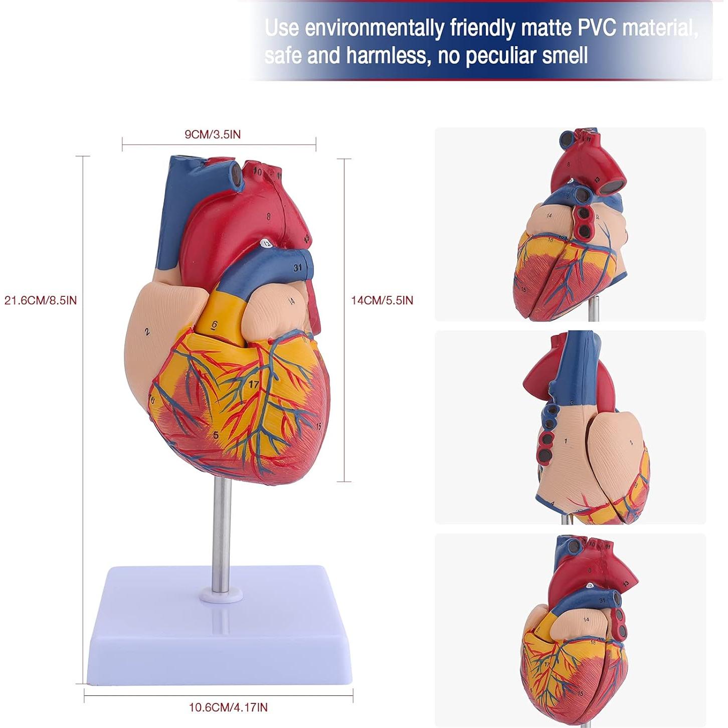 Modelo de Corazón Humano Anatómico 2 Partes 9x9x14 cm LVCHEN