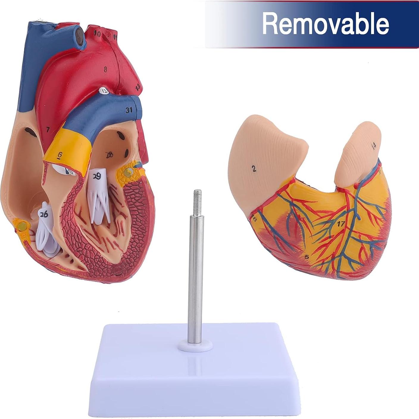 Modelo de Corazón Humano Anatómico 2 Partes 9x9x14 cm LVCHEN