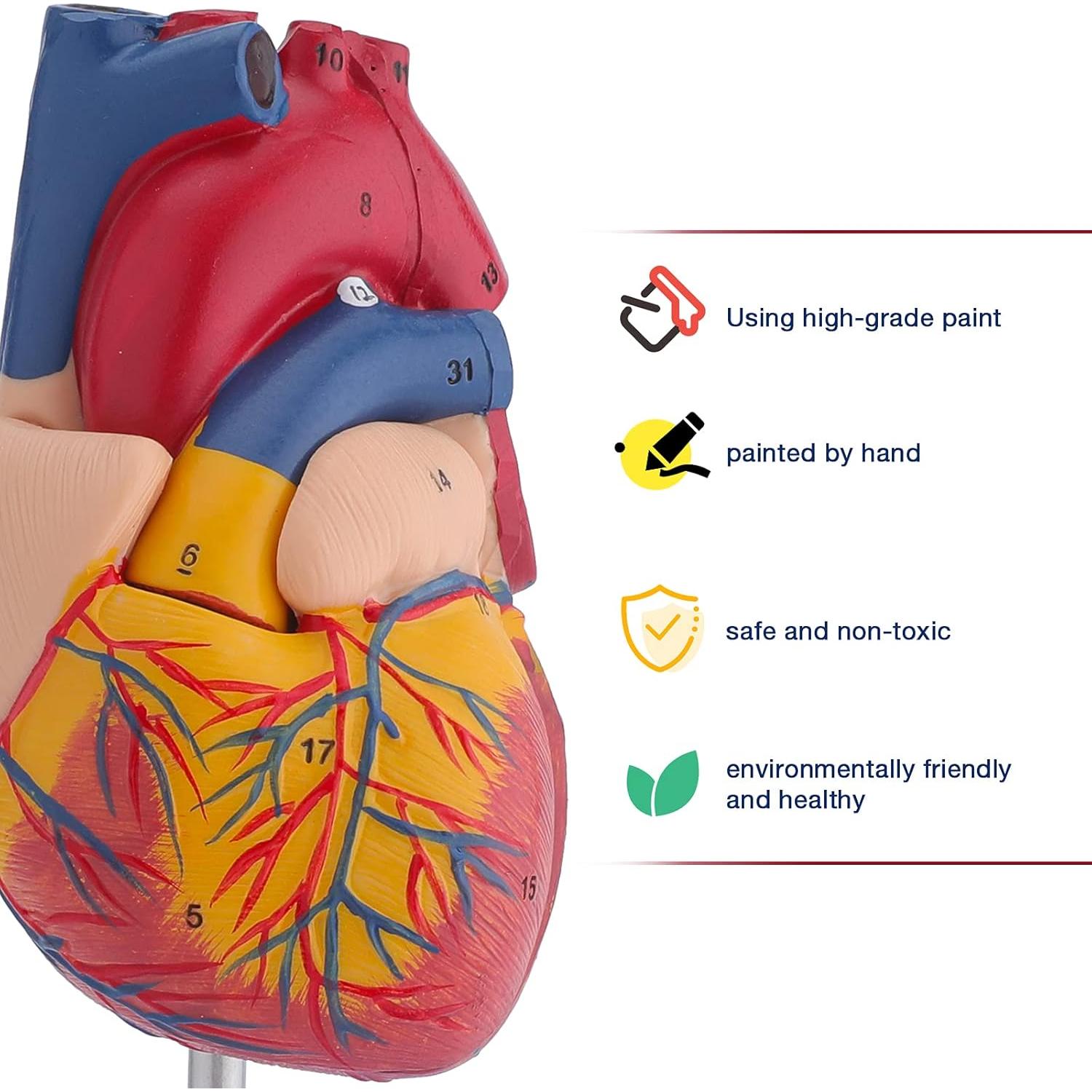 Modelo de Corazón Humano Anatómico 2 Partes 9x9x14 cm LVCHEN