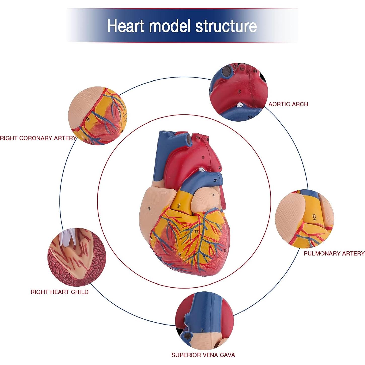 Modelo de Corazón Humano Anatómico 2 Partes 9x9x14 cm LVCHEN