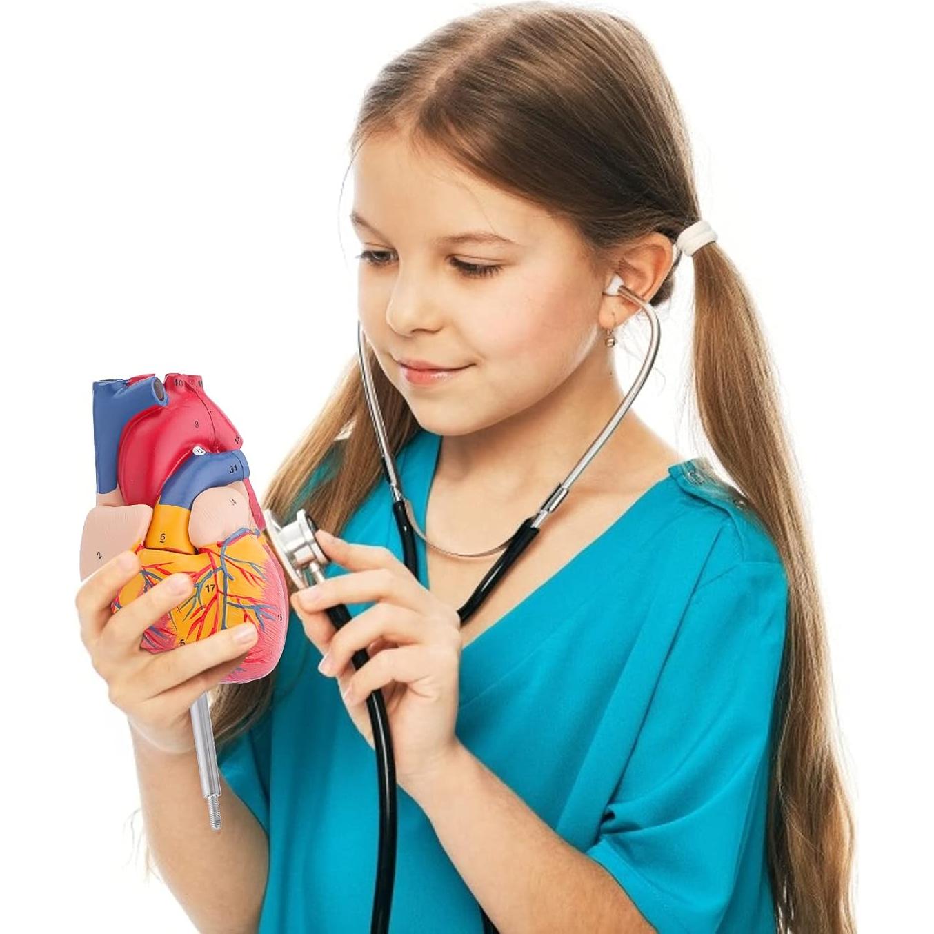 Modelo de Corazón Humano Anatómico 2 Partes 9x9x14 cm LVCHEN