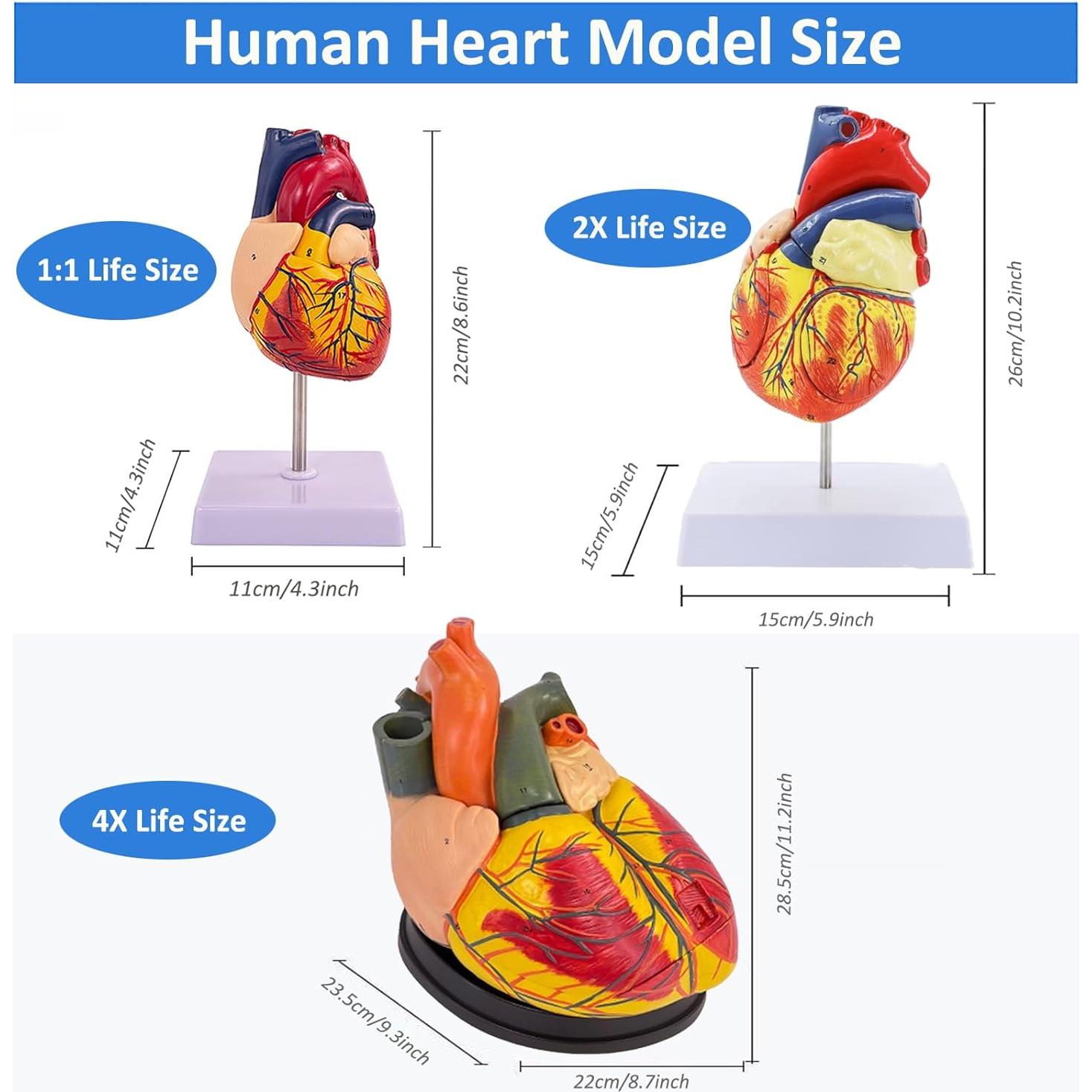 Modelo de Corazón Humano 1:1 IMTUANZI 2 Partes Magnético