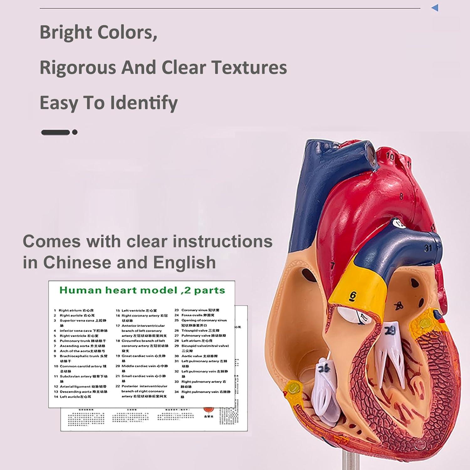 Modelo de Corazón Humano 1:1 IMTUANZI 2 Partes Magnético