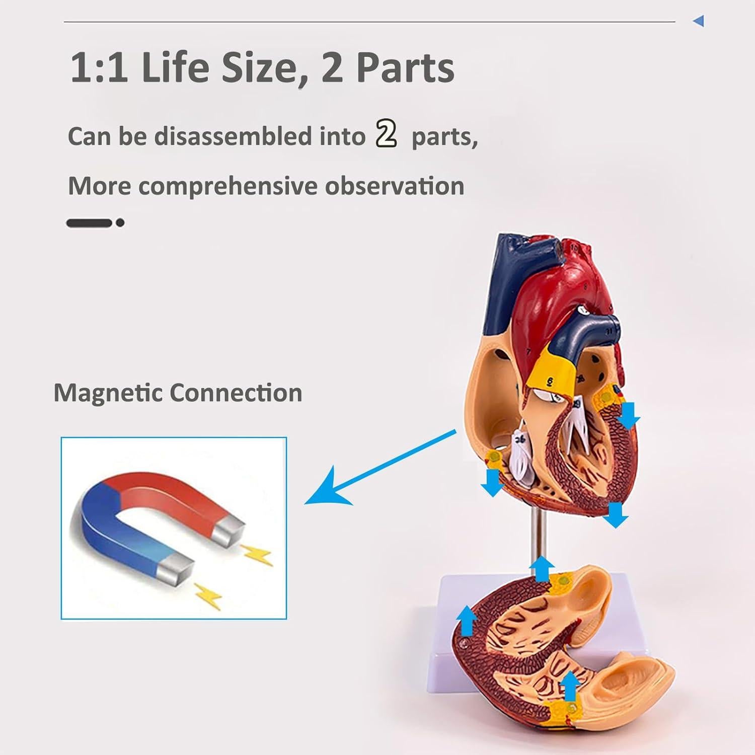 Modelo de Corazón Humano 1:1 IMTUANZI 2 Partes Magnético