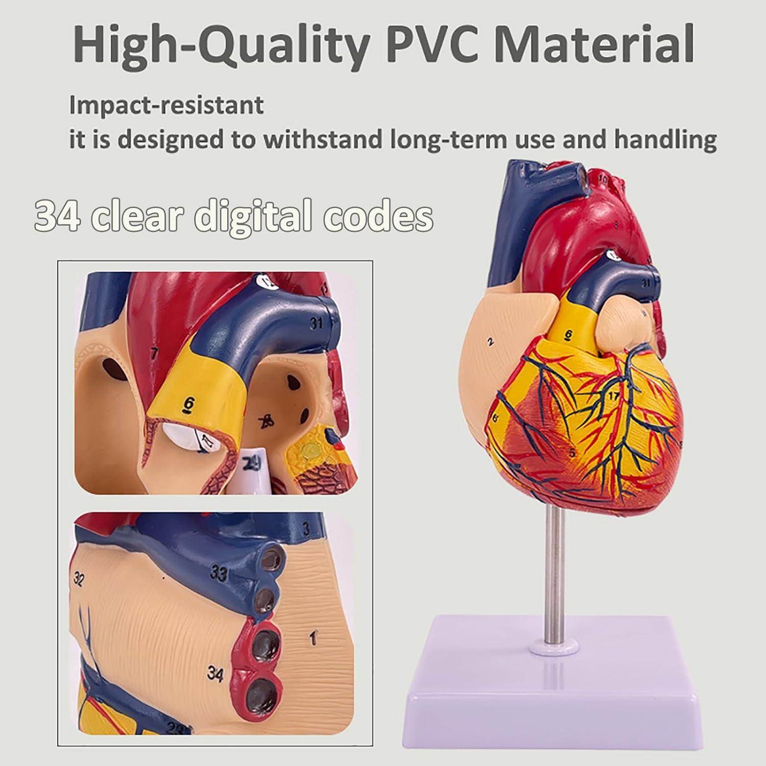 Modelo de Corazón Humano 1:1 IMTUANZI 2 Partes Magnético