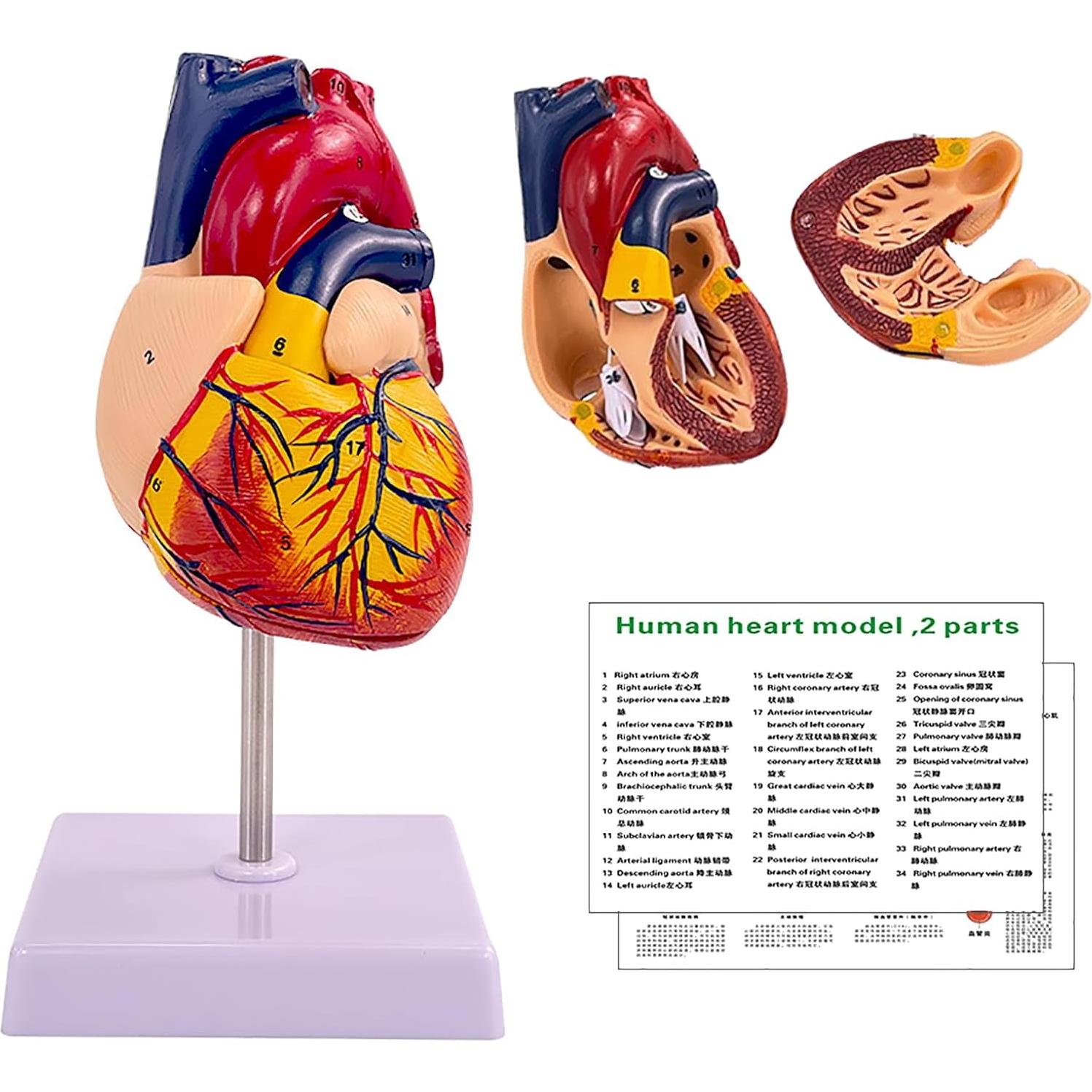 Modelo de Corazón Humano 1:1 IMTUANZI 2 Partes Magnético