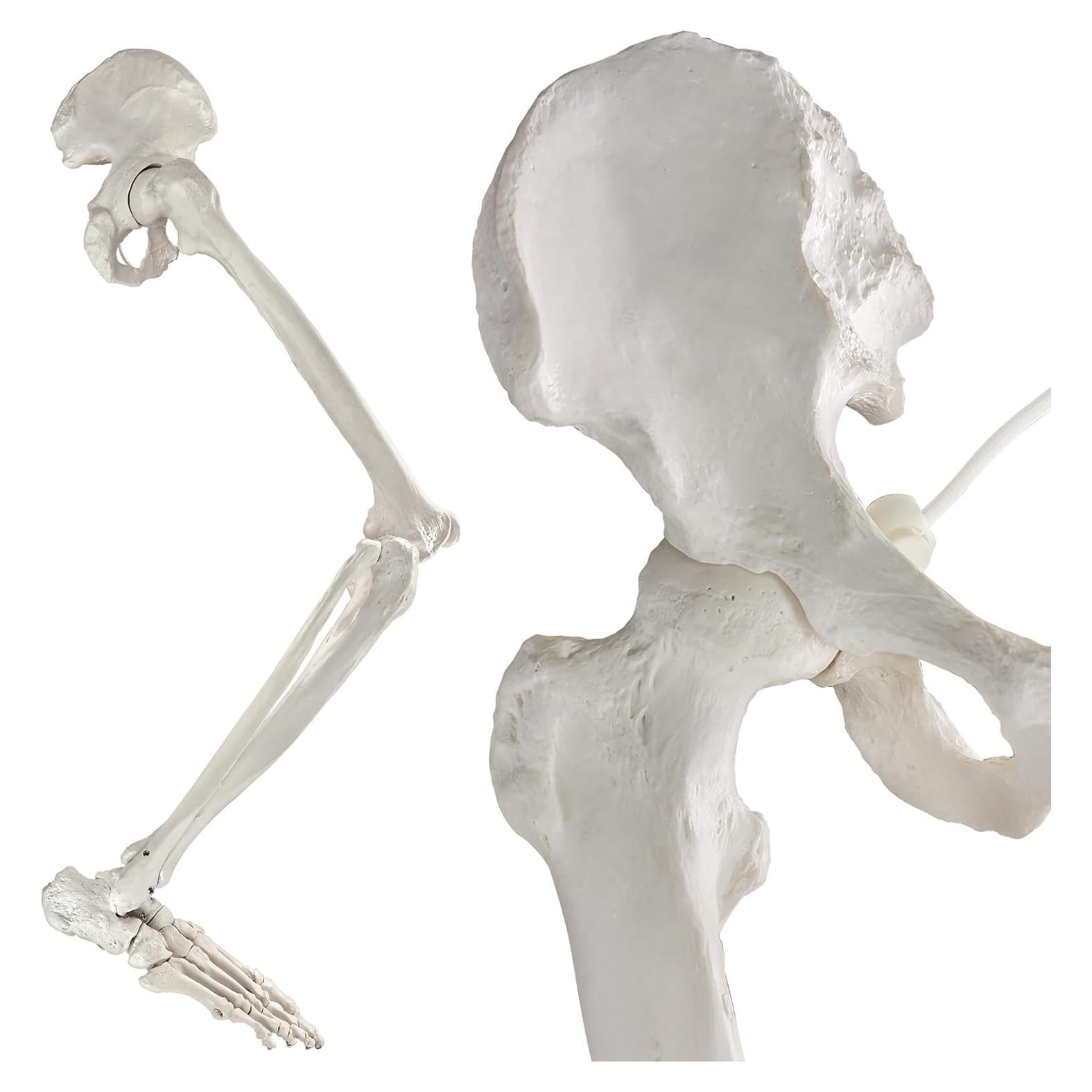 Modelo Anatómico de Hueso de Pierna Humana Evotech 91.44 cm