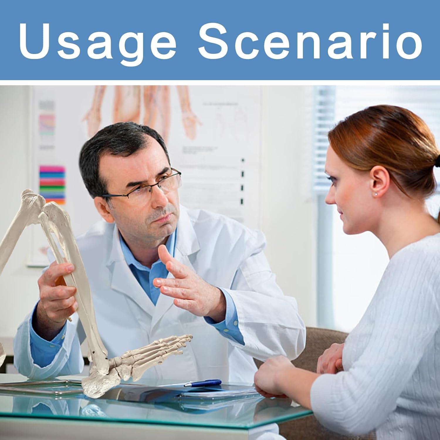 Modelo Anatómico de Hueso de Pierna Humana Evotech 91.44 cm