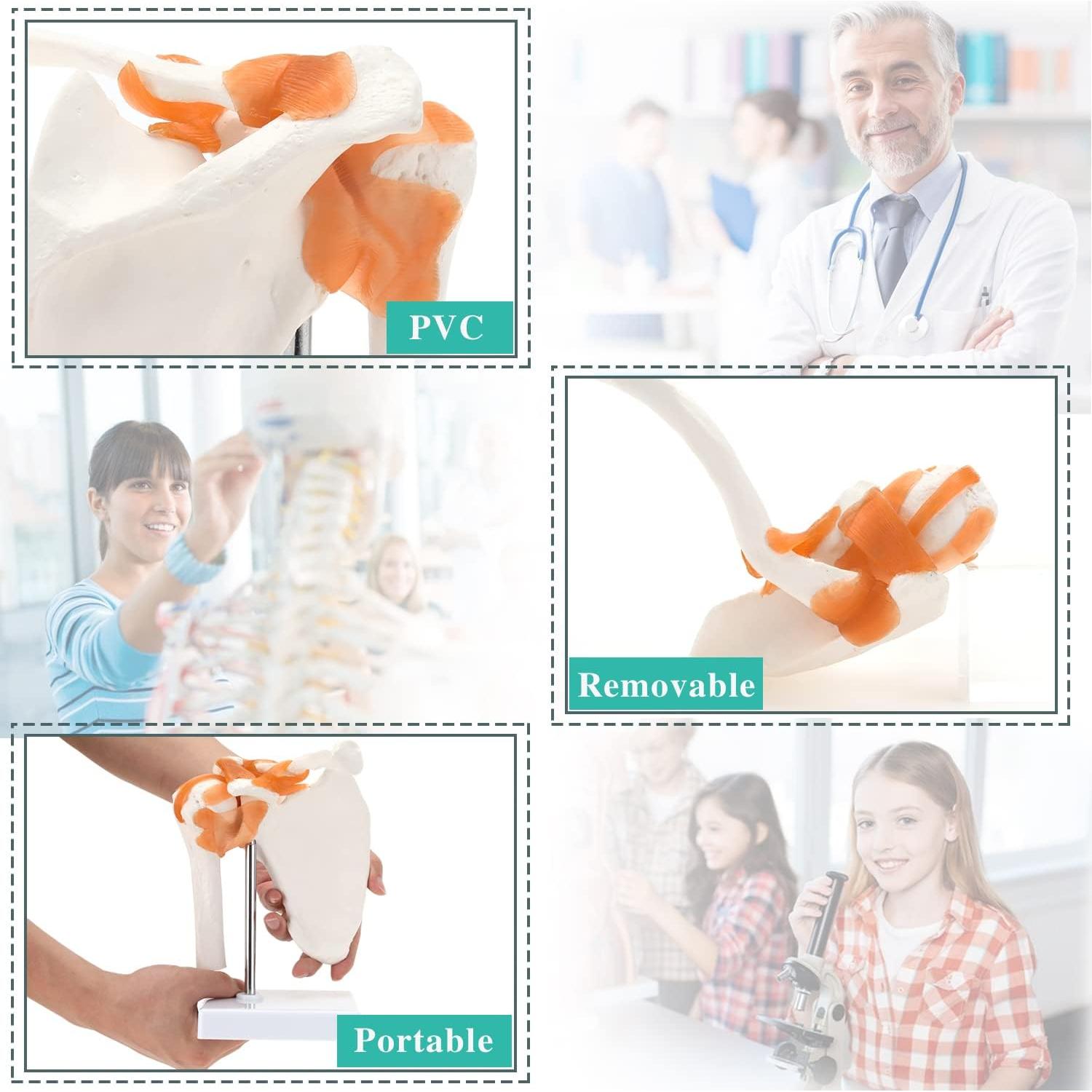 Modelo de Anatomía del Hombro RONTEN con Ligamentos Funcionales