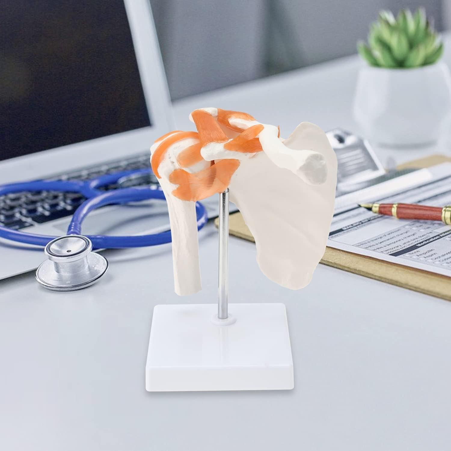 Modelo de Anatomía del Hombro RONTEN con Ligamentos Funcionales