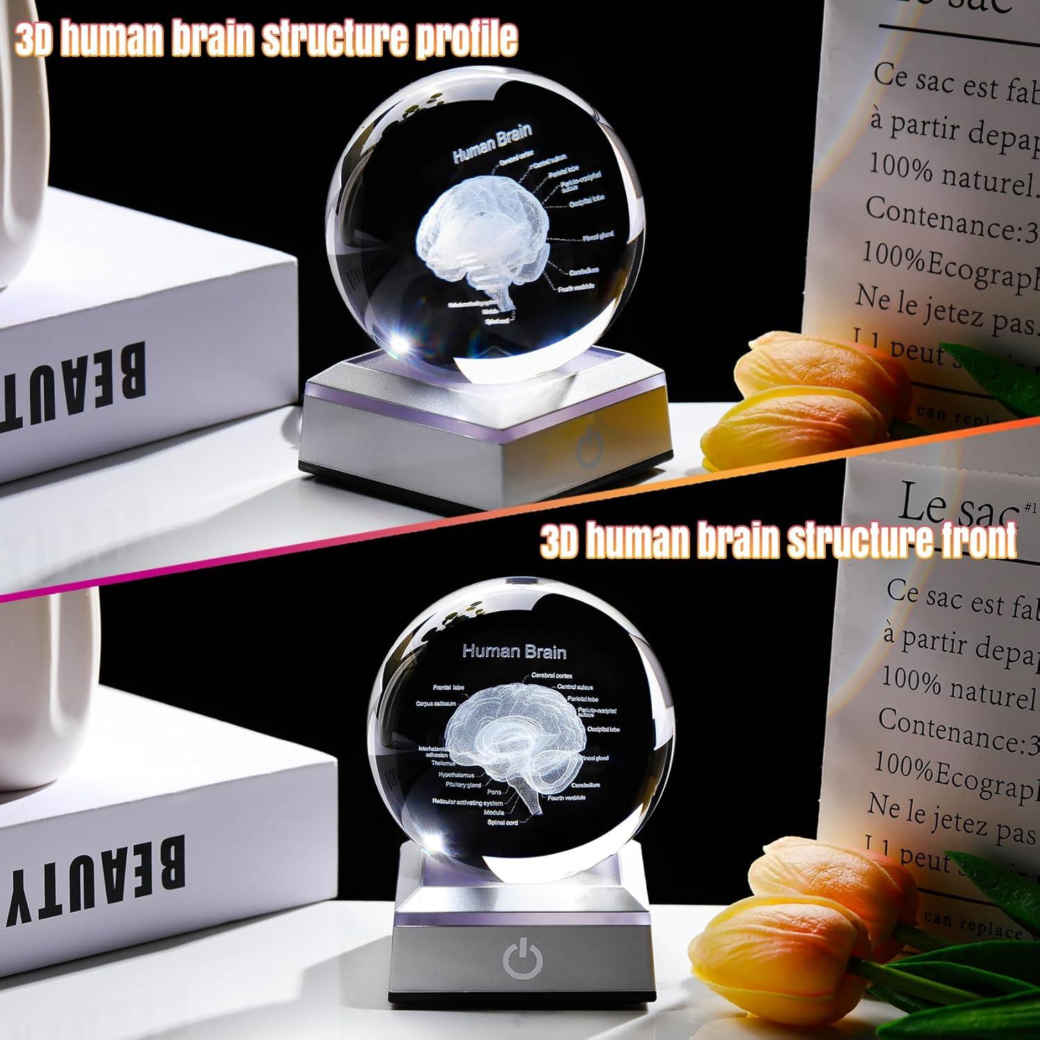 Bola de Cristal 3D Cerebro Humano 8 cm Ornalrist con Base LED