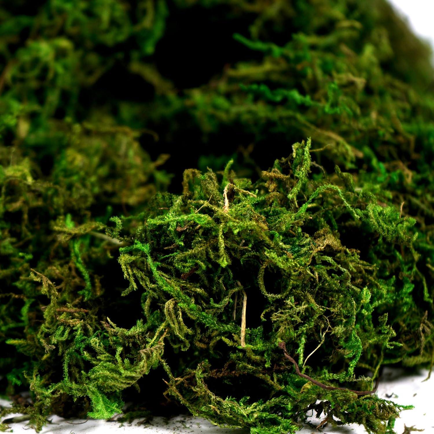 Musgo Artificial BYHER 100g Verde Fresco para Decoración