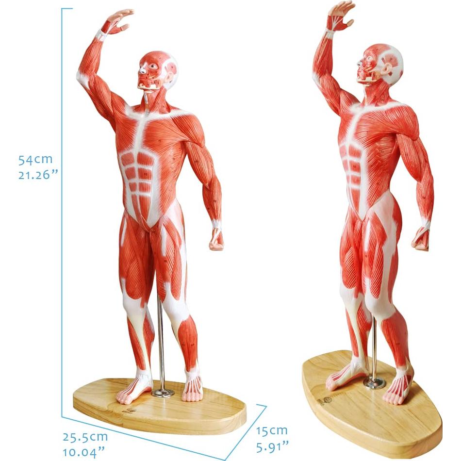 Modelo de Músculo Humano EVOTECH 1/4 Tamaño Vida 54cm