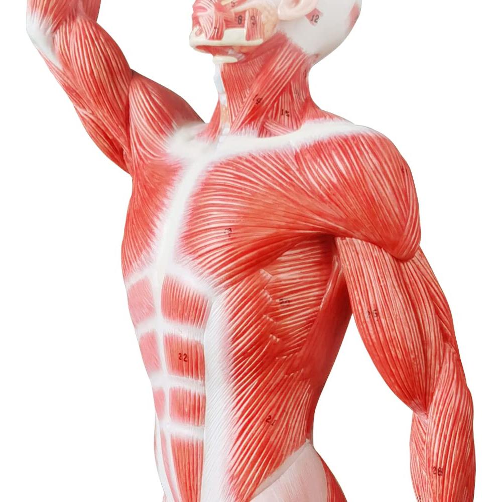 Modelo de Músculo Humano EVOTECH 1/4 Tamaño Vida 54cm
