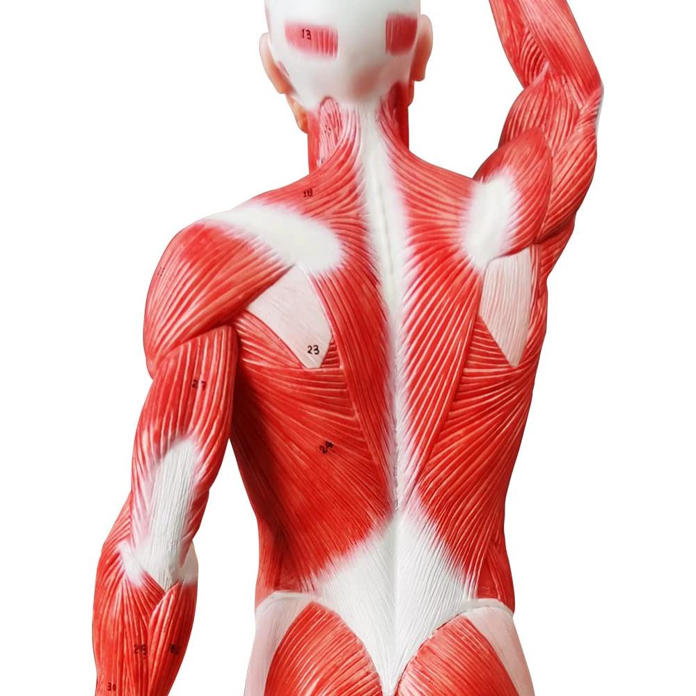Modelo de Músculo Humano EVOTECH 1/4 Tamaño Vida 54cm
