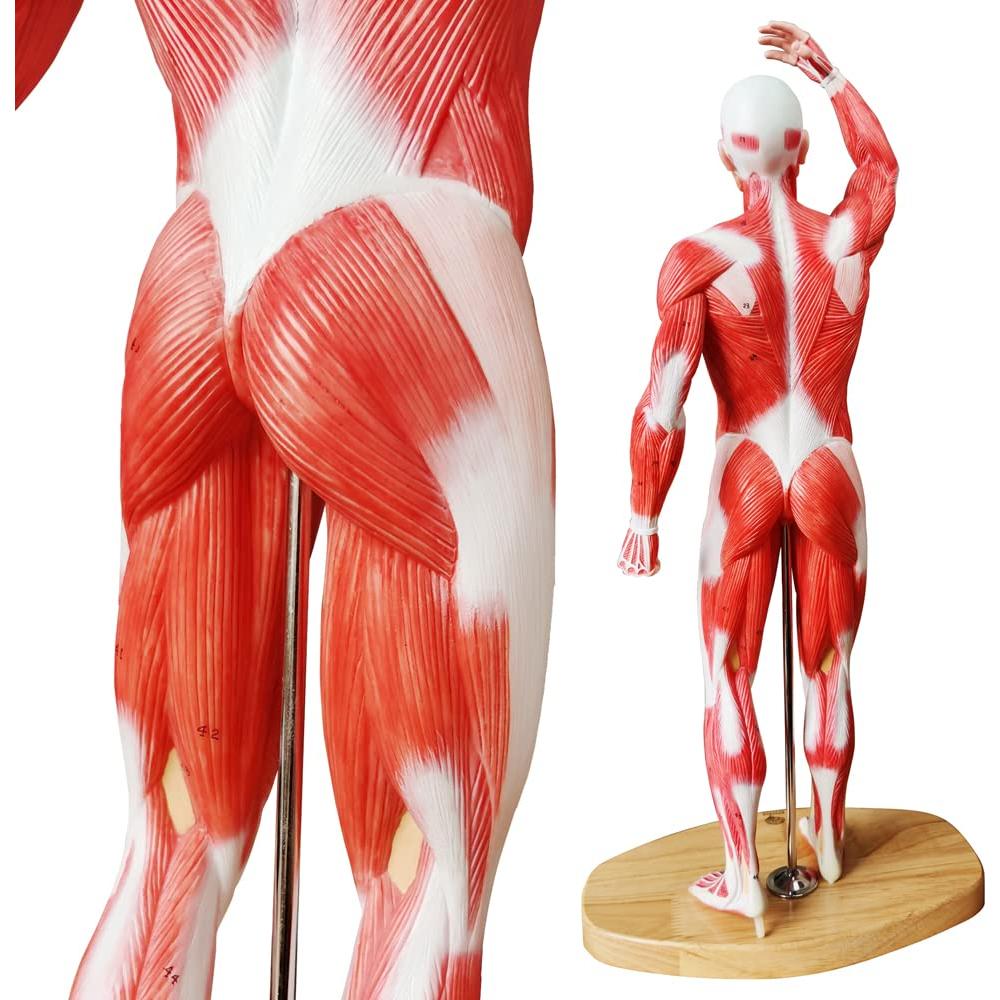 Modelo de Músculo Humano EVOTECH 1/4 Tamaño Vida 54cm