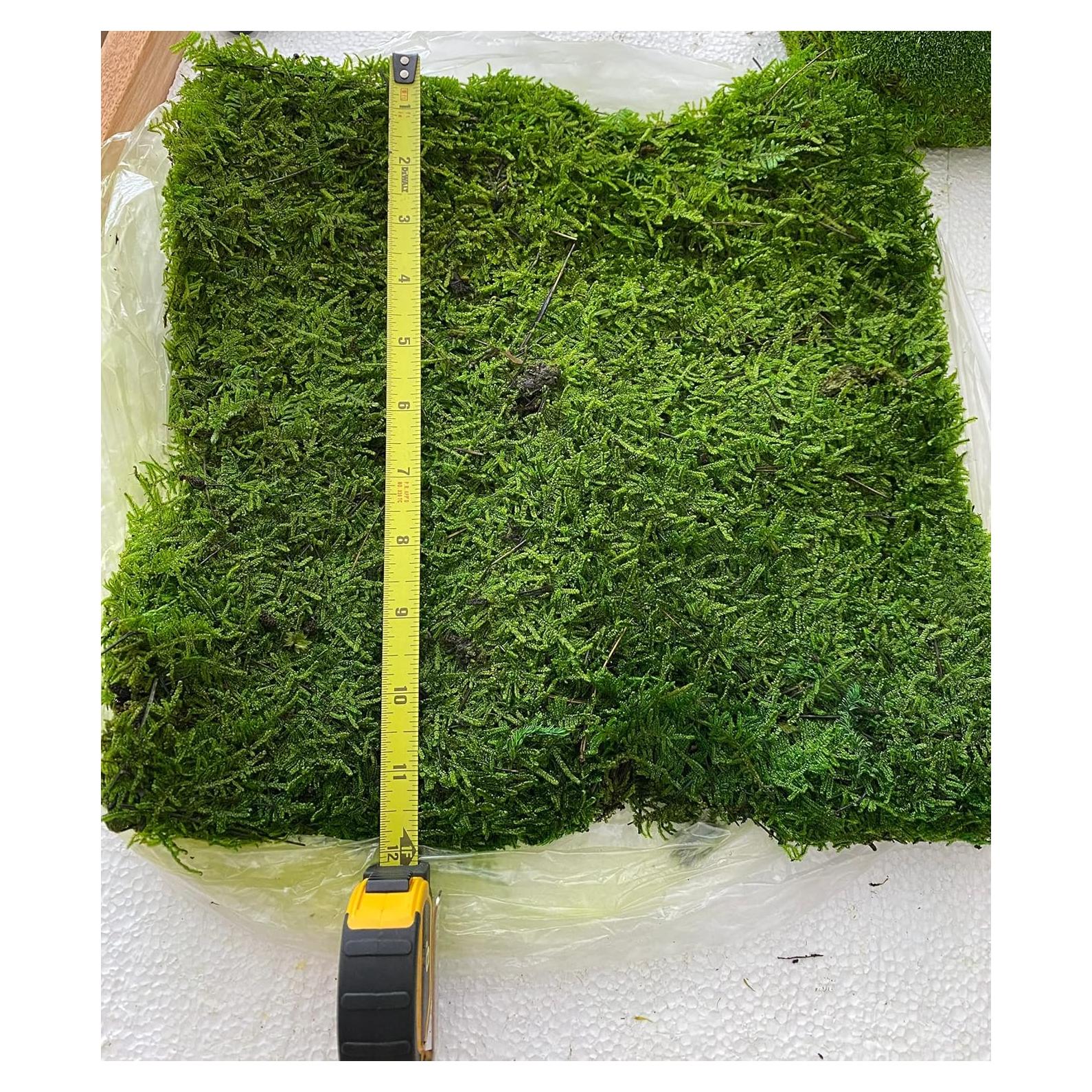 Musgo Conservado Verde Natural SZYD 2 Pies Cuadrados Decorativo