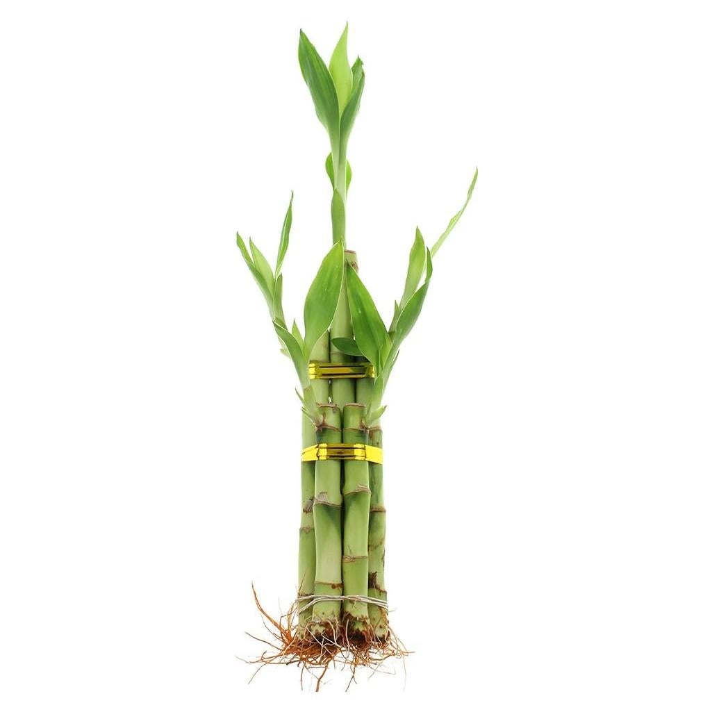 Bambú de la Suerte Mayorista NW - 5 Tallos 20 cm para Decoración