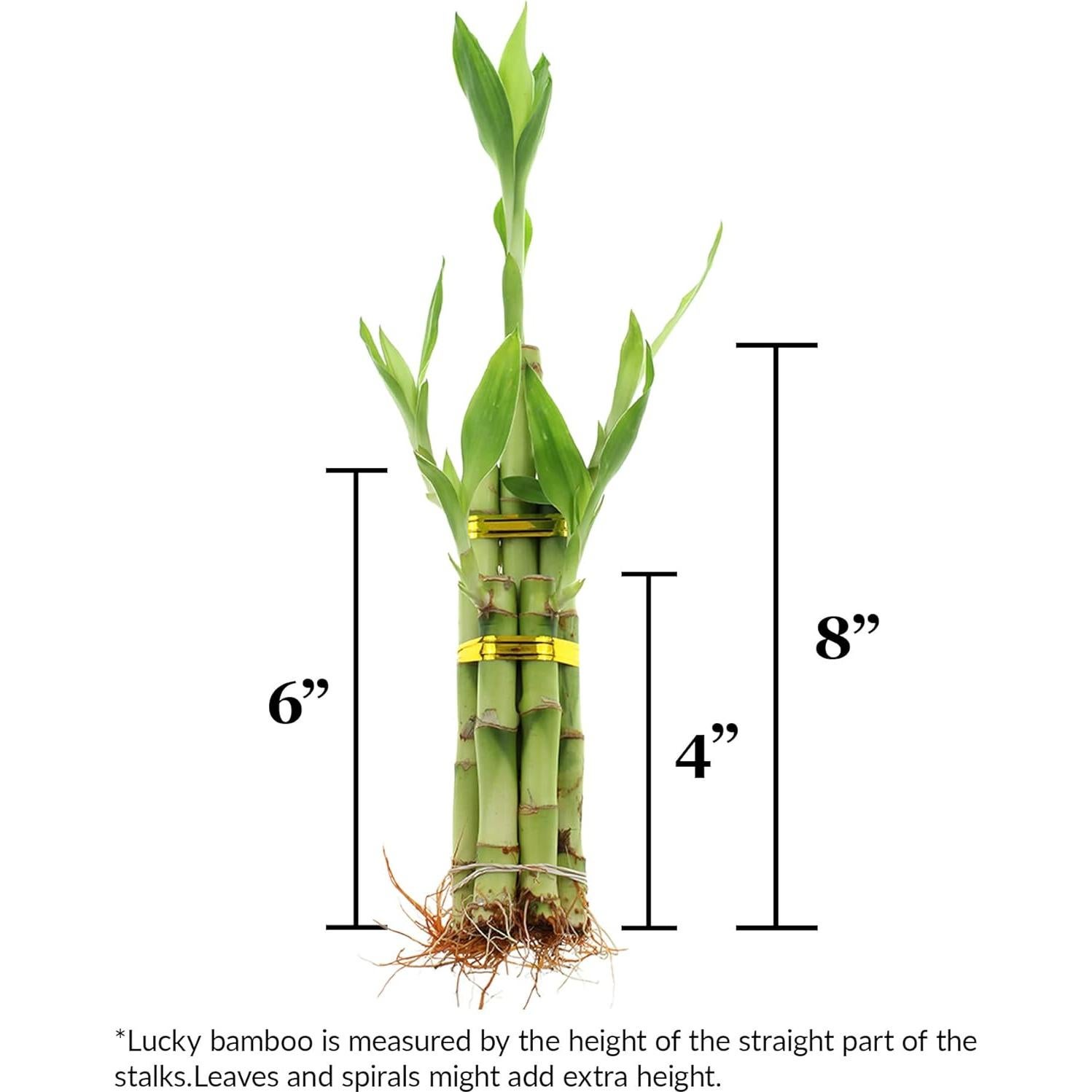 Bambú de la Suerte Mayorista NW - 5 Tallos 20 cm para Decoración