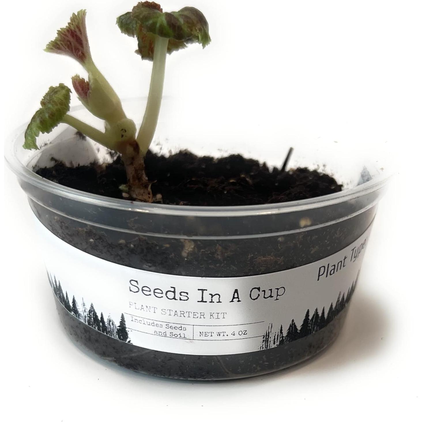 Kit de Cultivo de Plantas Semillas en Taza - Anís