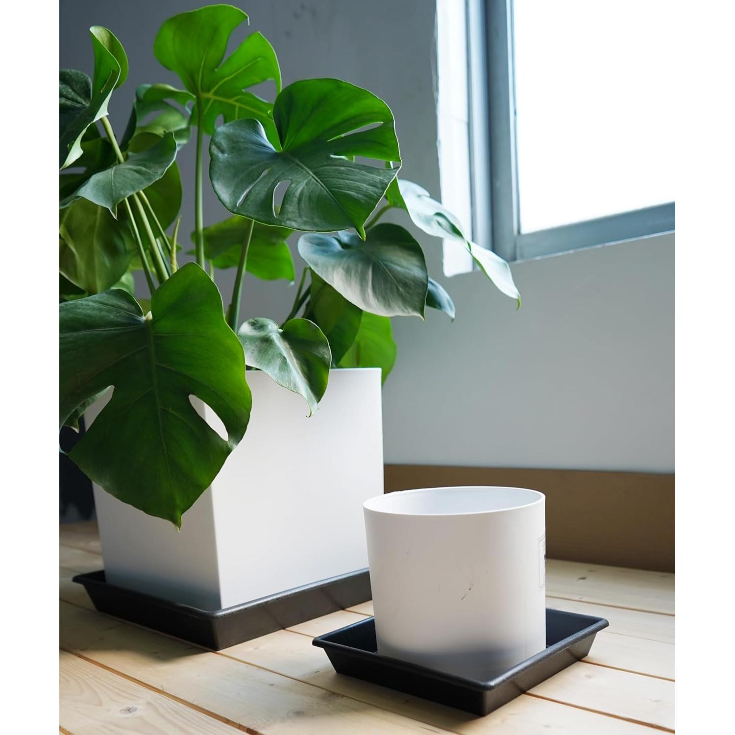 Plato Cuadrado para Plantas 15 cm NIMYAU - Paquete de 5