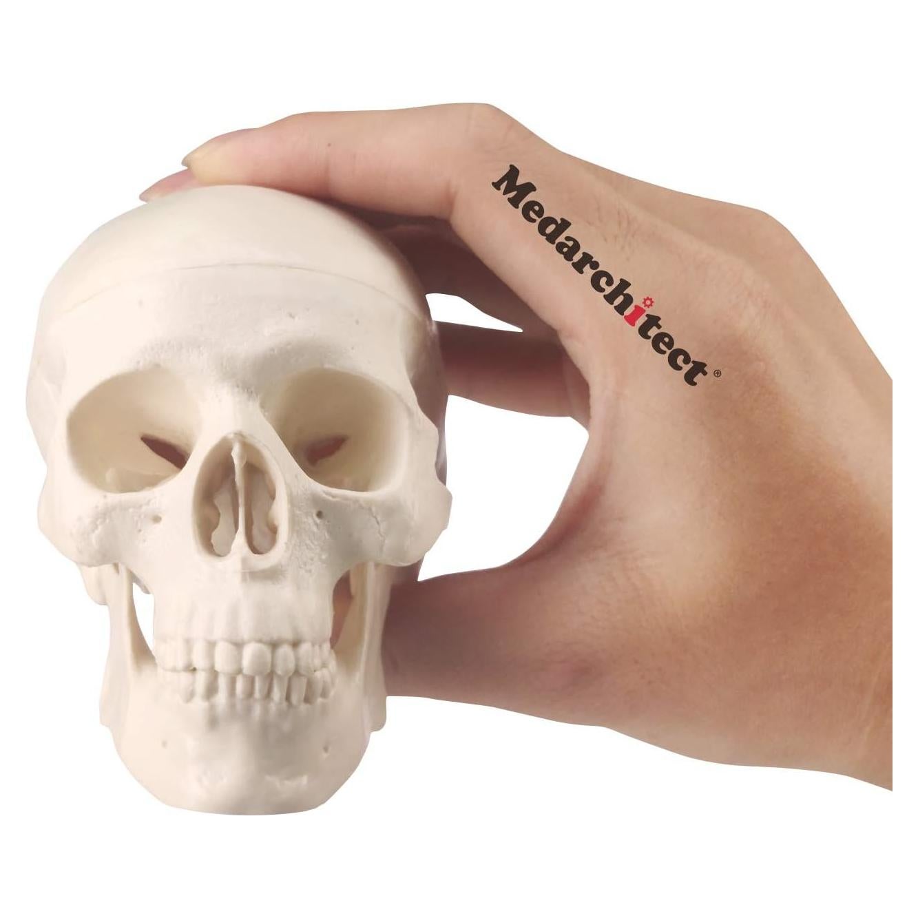 Modelo de Cráneo Mini Skull Medarchitect Anatomía 3 Piezas