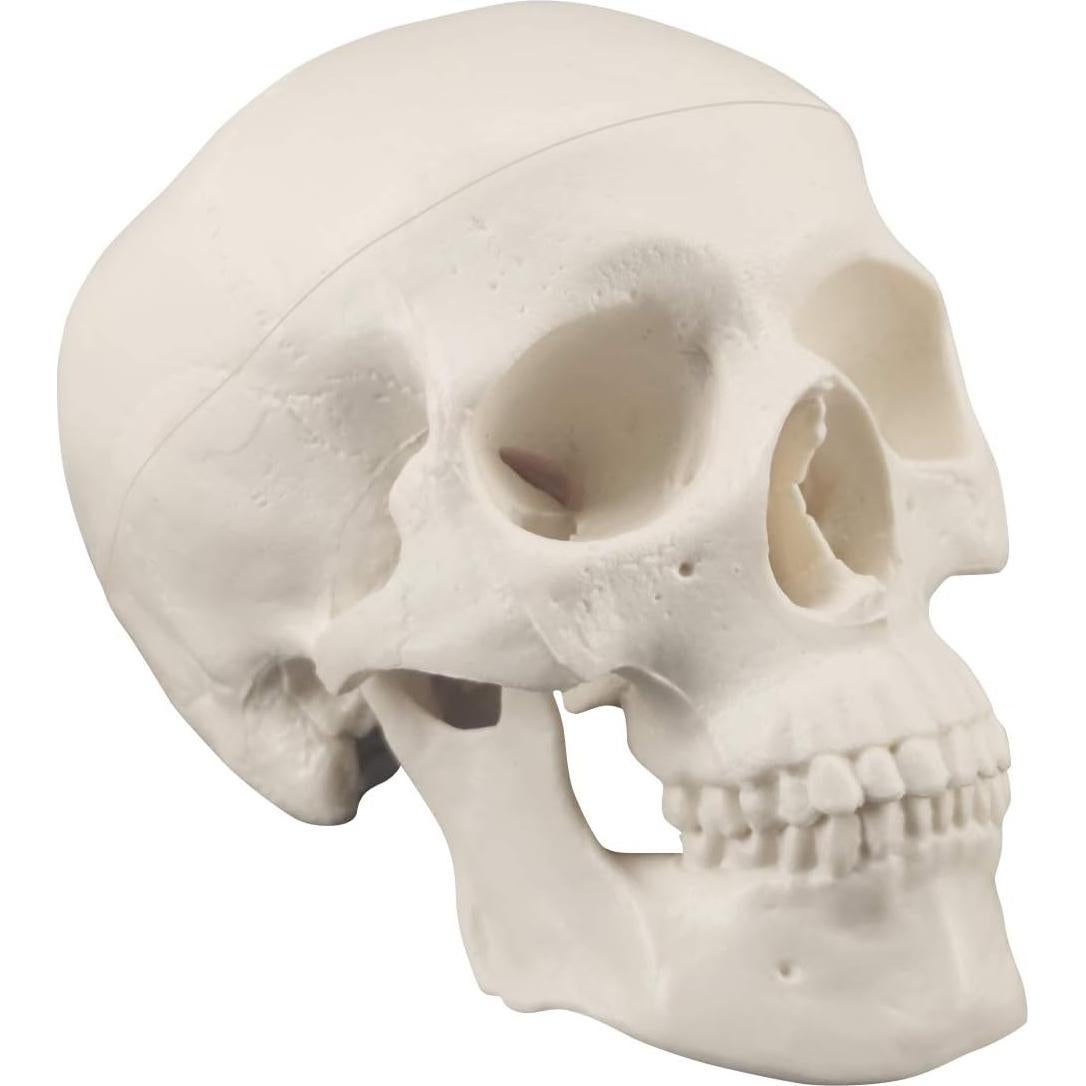 Modelo de Cráneo Mini Skull Medarchitect Anatomía 3 Piezas