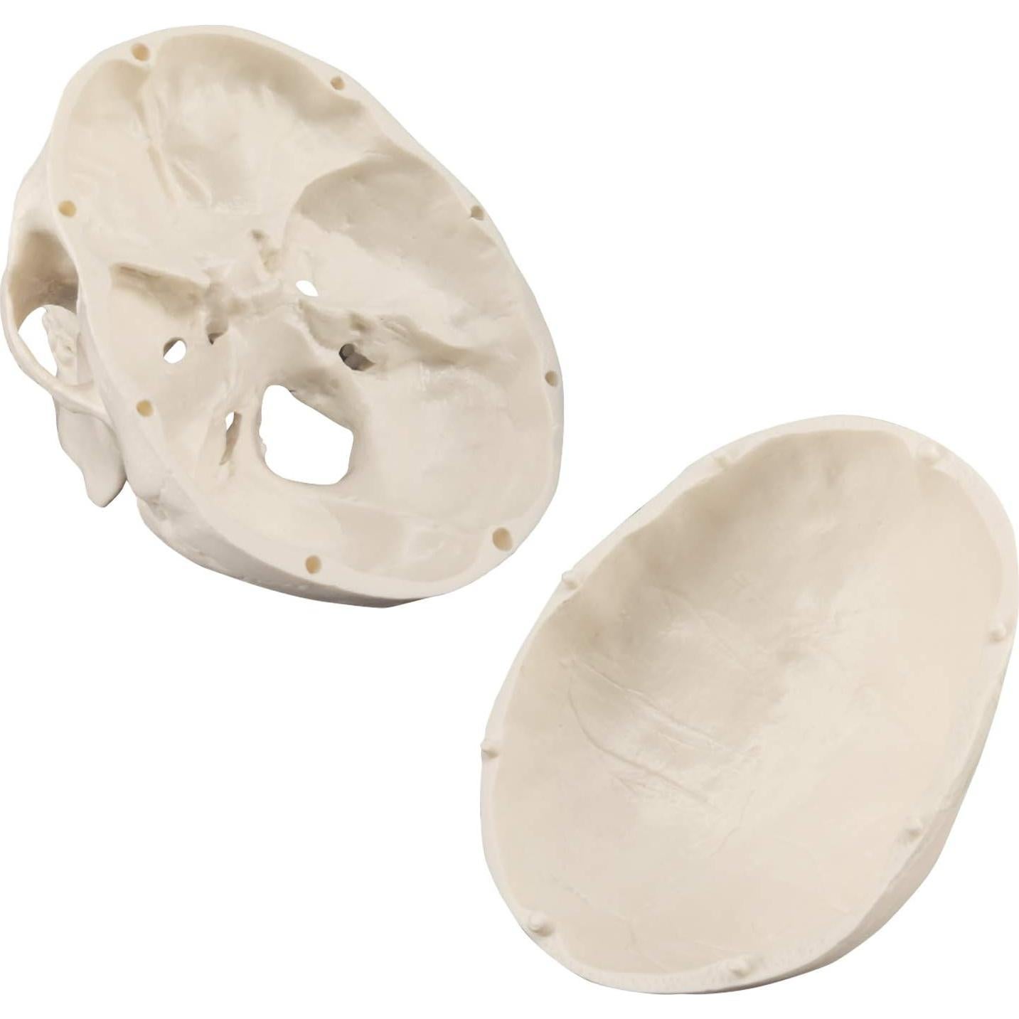 Modelo de Cráneo Mini Skull Medarchitect Anatomía 3 Piezas