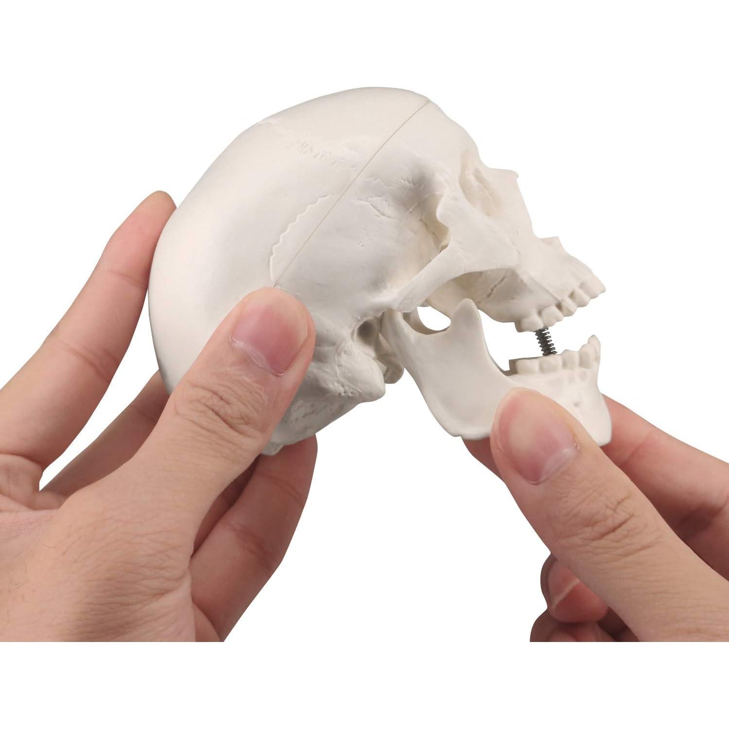 Modelo de Cráneo Mini Skull Medarchitect Anatomía 3 Piezas
