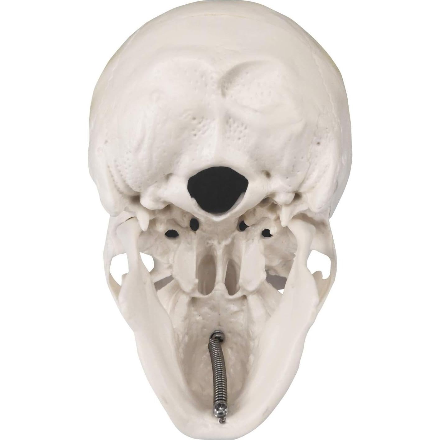 Modelo de Cráneo Mini Skull Medarchitect Anatomía 3 Piezas