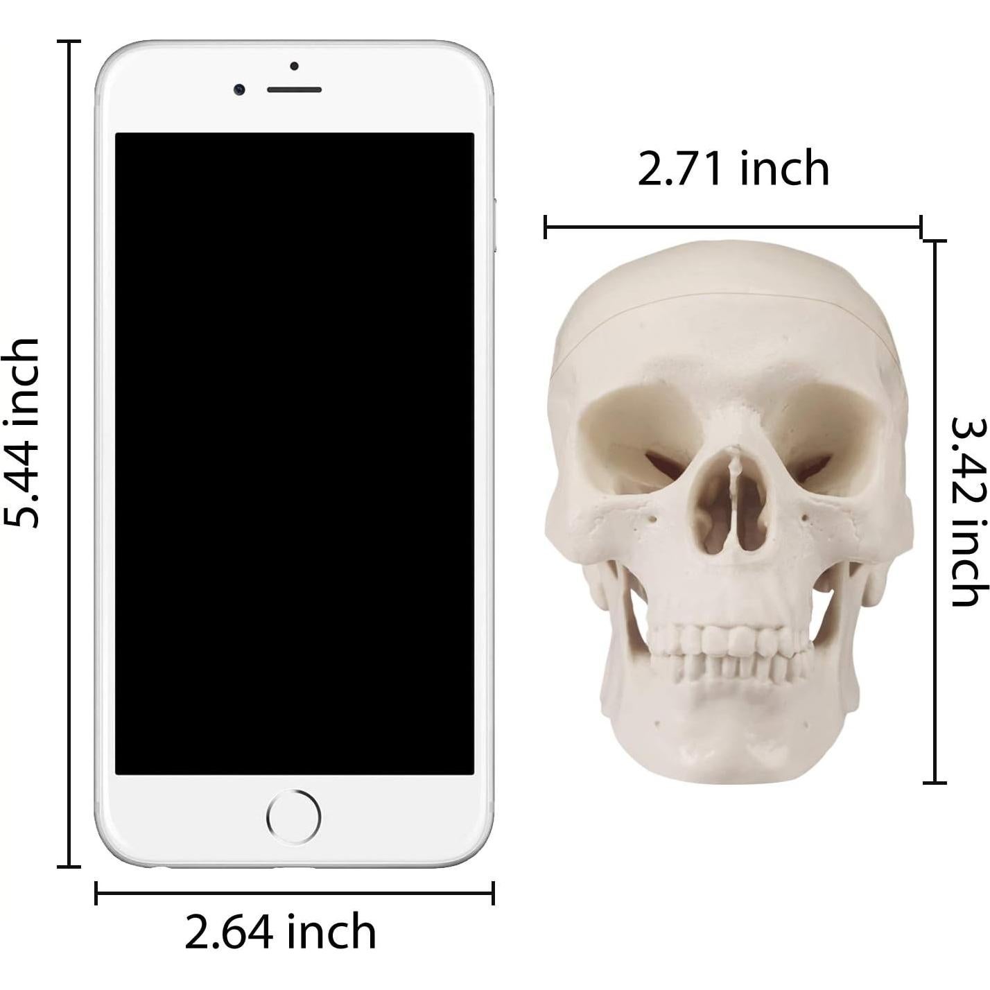 Modelo de Cráneo Mini Skull Medarchitect Anatomía 3 Piezas